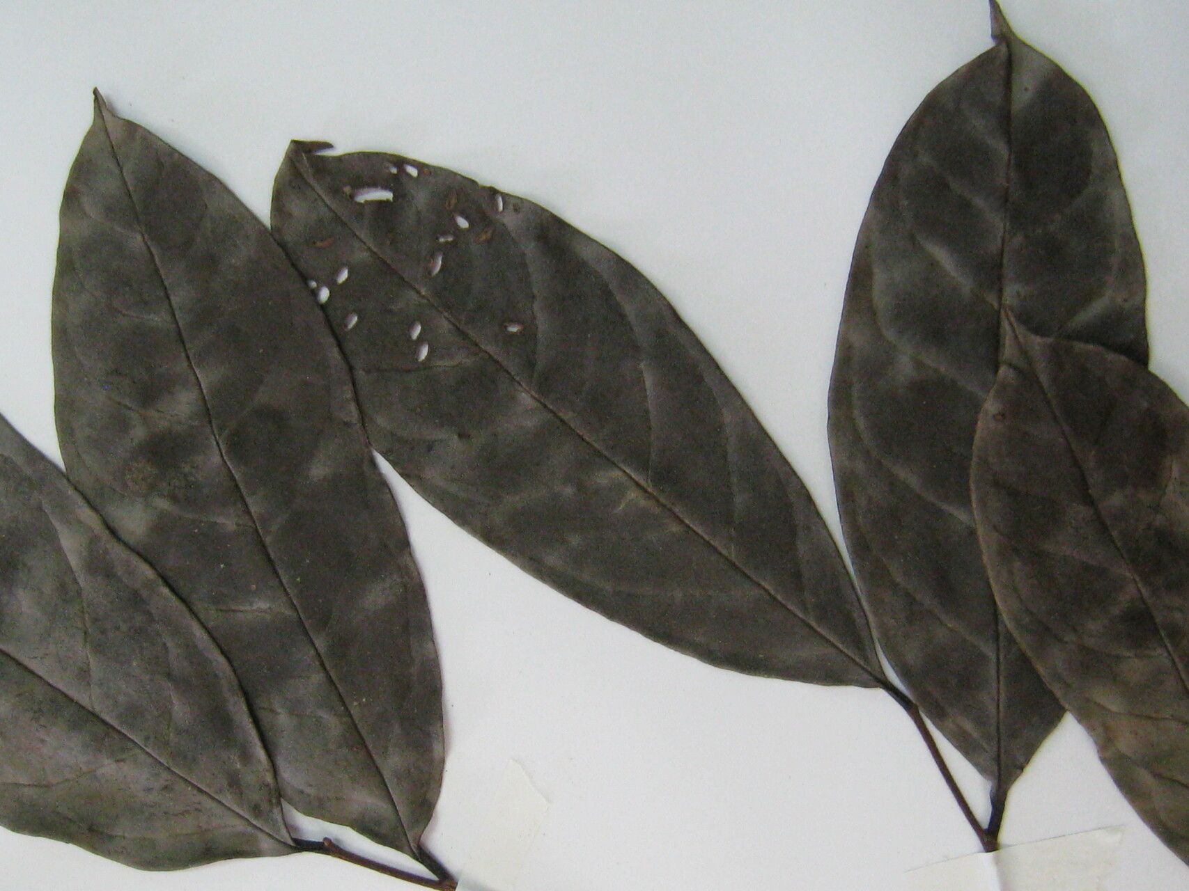 Annona foetida other