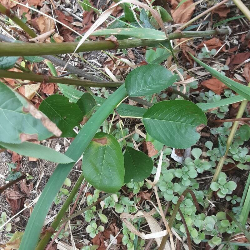Amelanchier spicata leaf