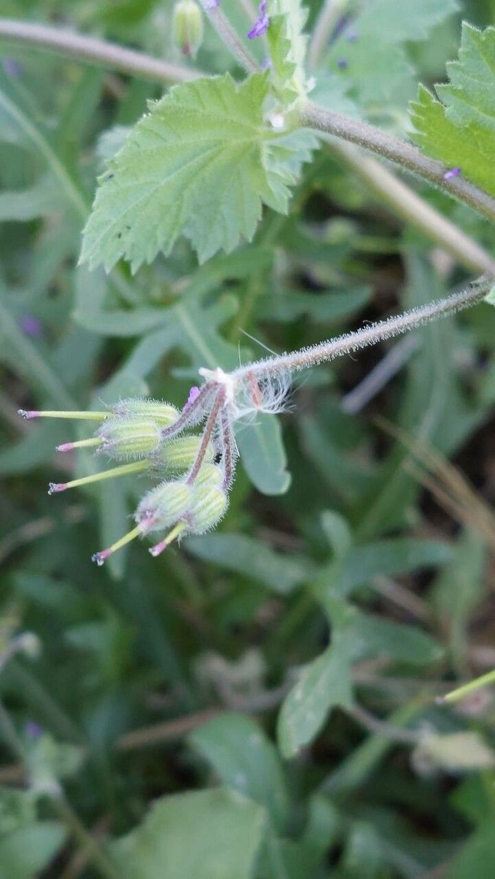 Erodium laciniatum fruit