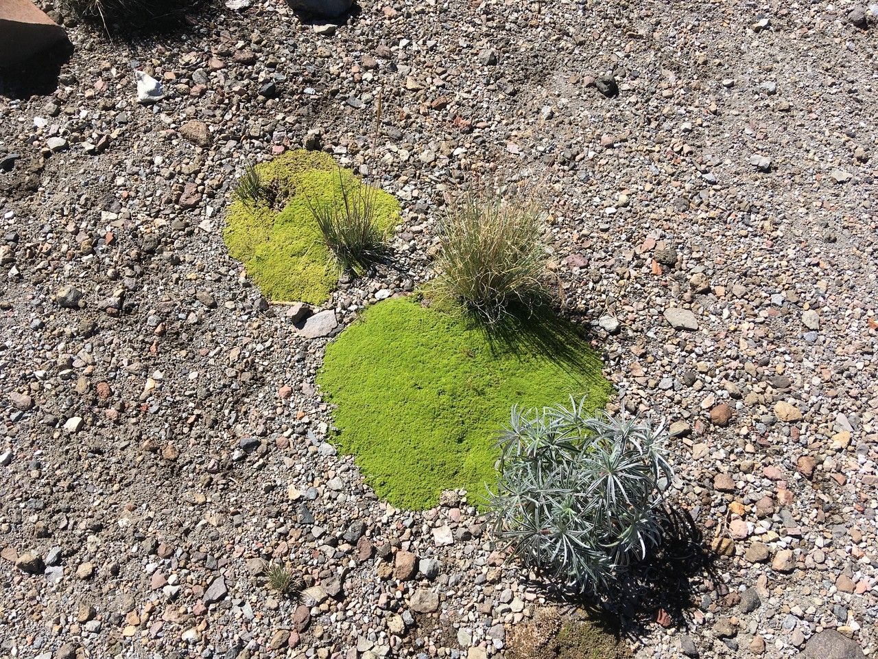 Arenaria bryoides habit