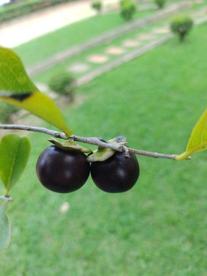 Diospyros inconstans fruit