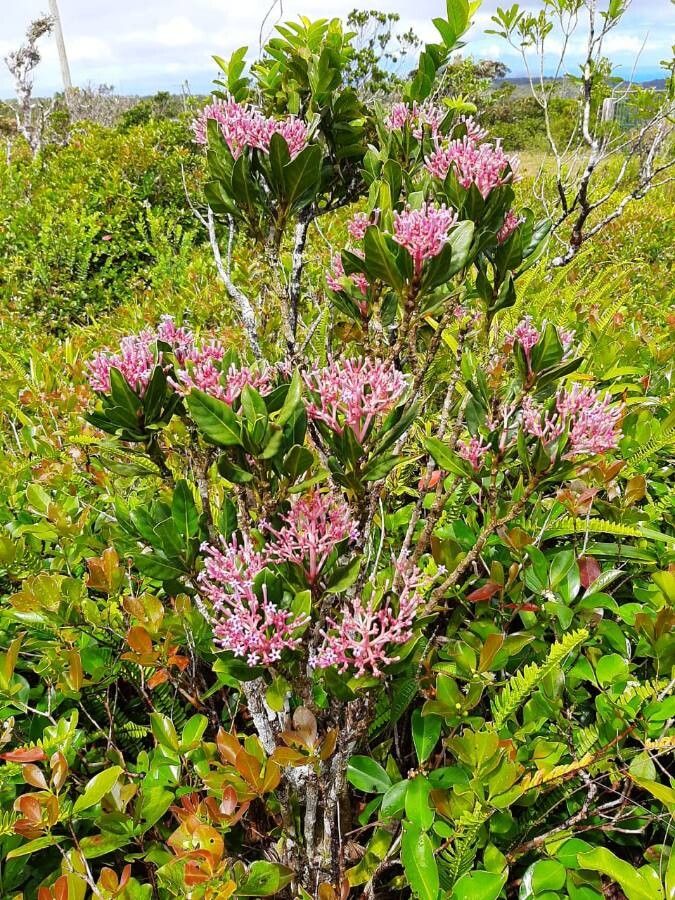 Syzygium viriosum — houseplant care guide