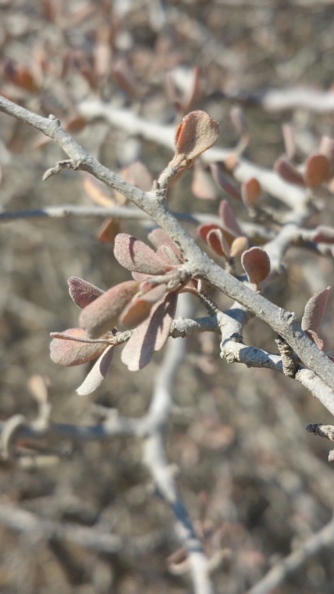 Diospyros humbertiana — houseplant care guide