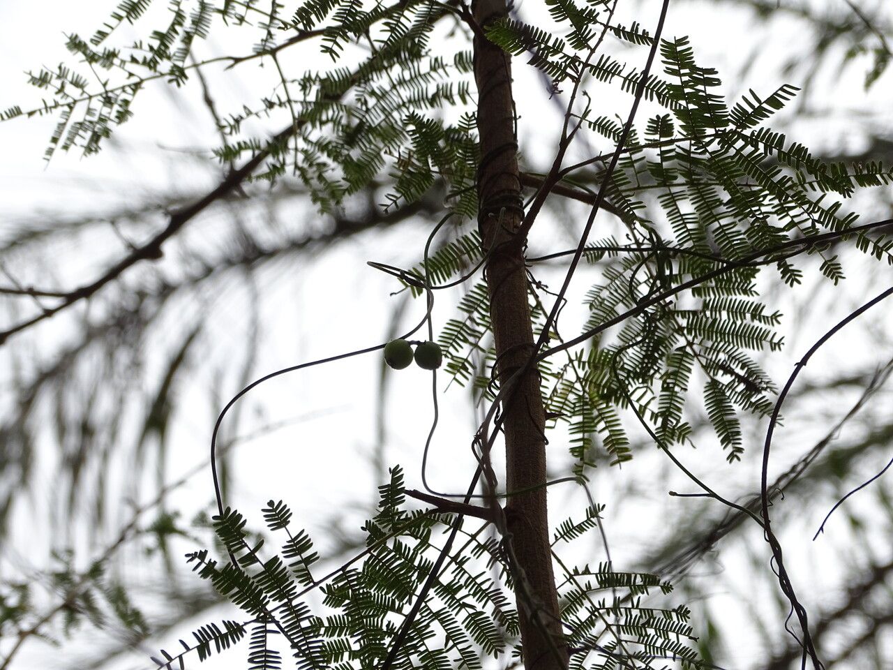 Cassytha filiformis fruit