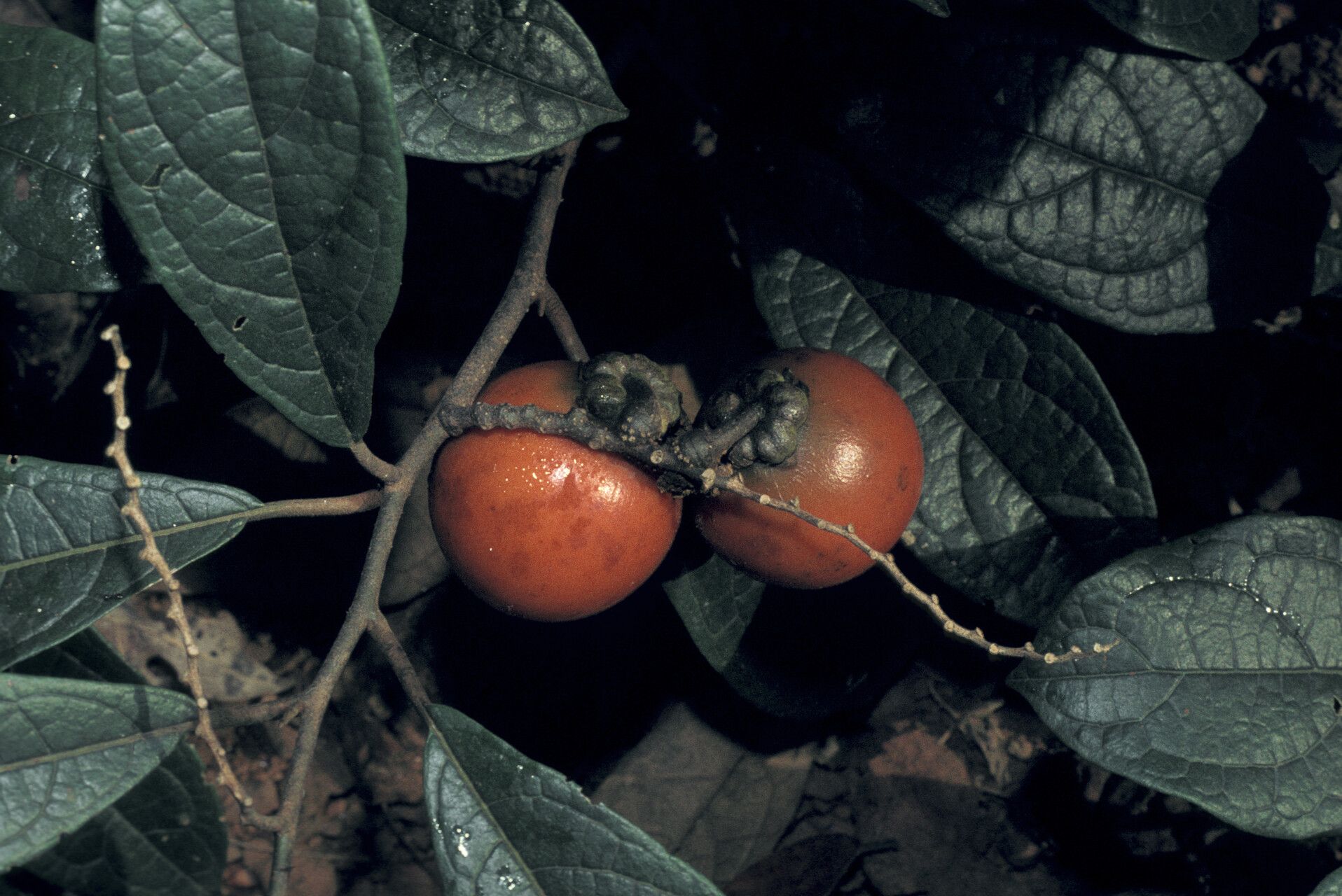 Solanum sendtnerianum — houseplant care guide