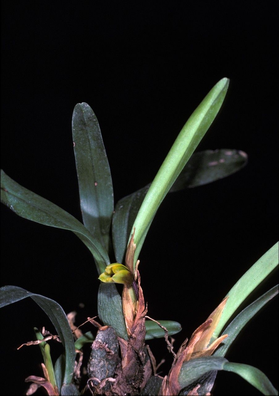 Maxillaria caespitifica — search result for 'Maxillaria'