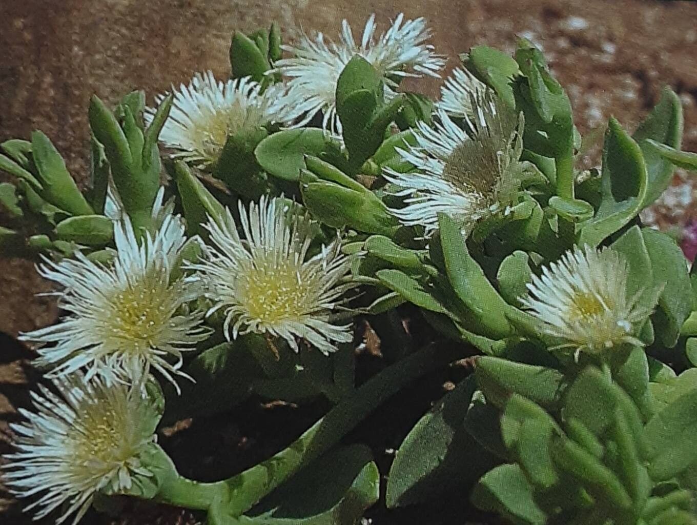 Mesembryanthemum vanrensburgii flower