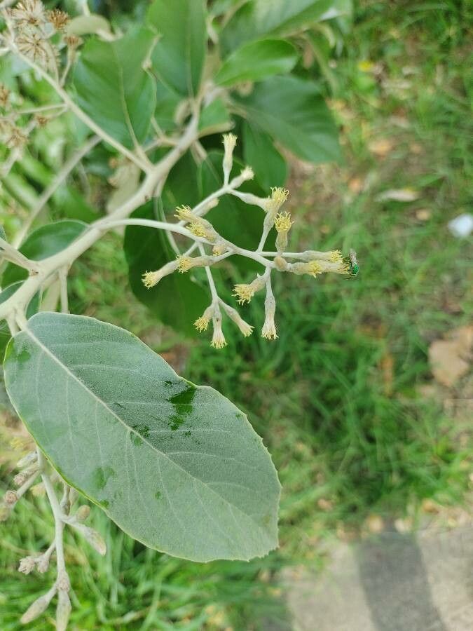 Gochnatia polymorpha flower