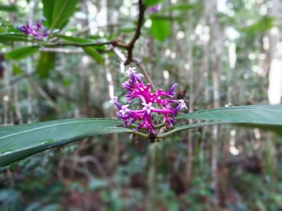 Chassalia corallioides flower