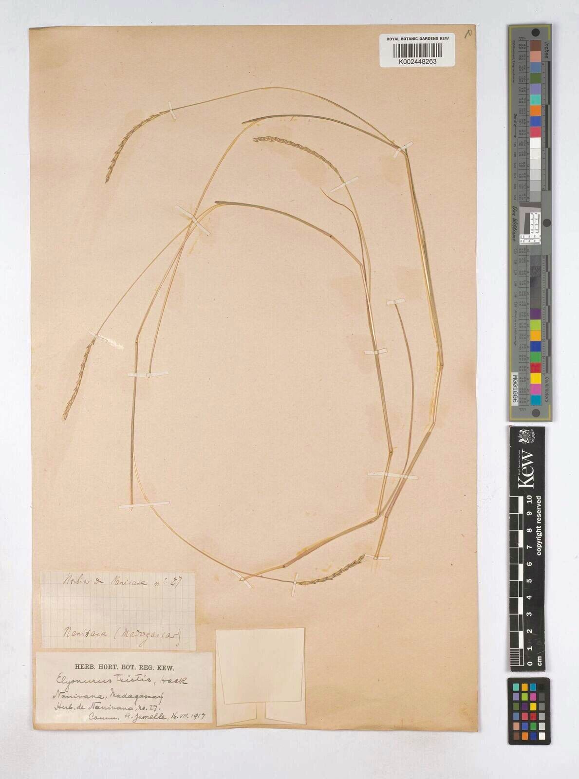 Elionurus tristis — houseplant care guide