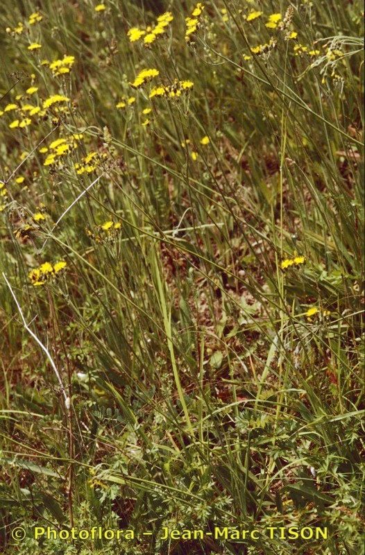 Pilosella auriculoides — related species from the same genus