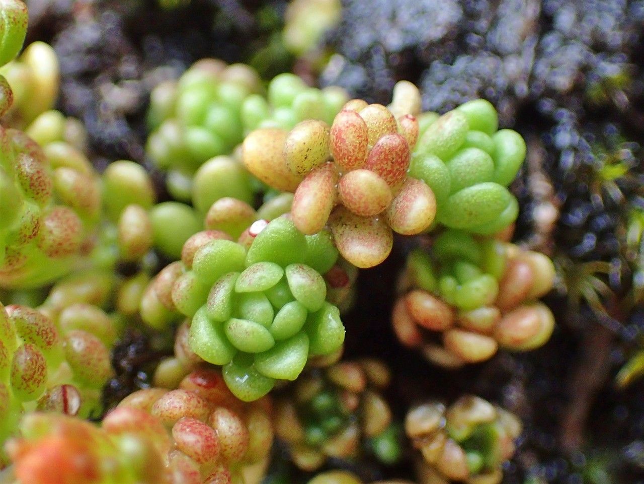 Sedum alpestre fruit