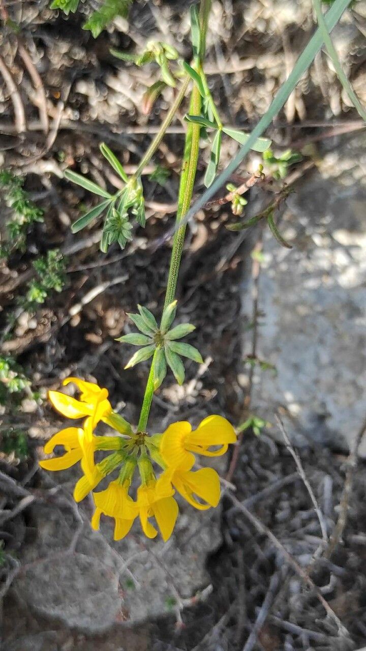 Hippocrepis rupestris leaf