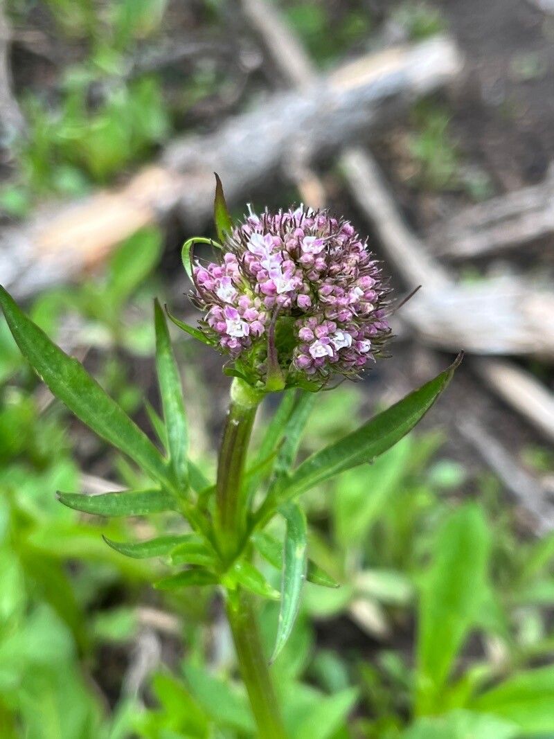 Valeriana acutiloba flower