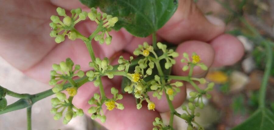 Cayratia japonica flower