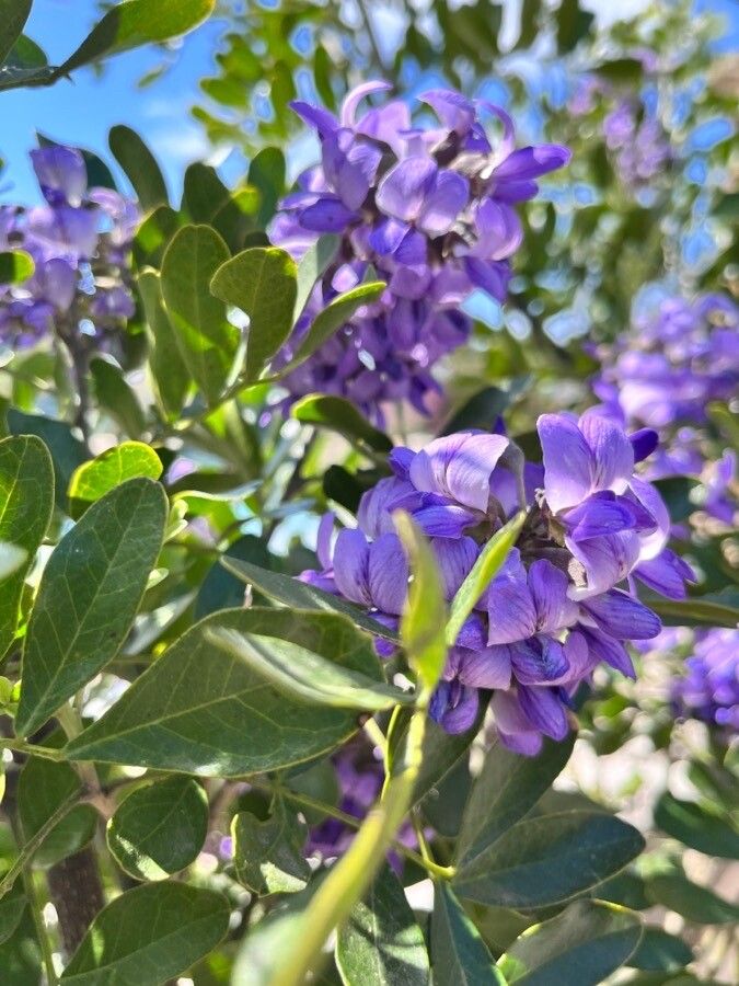 Dermatophyllum secundiflorum flower