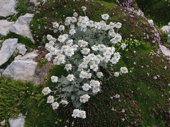 Achillea barrelieri habit