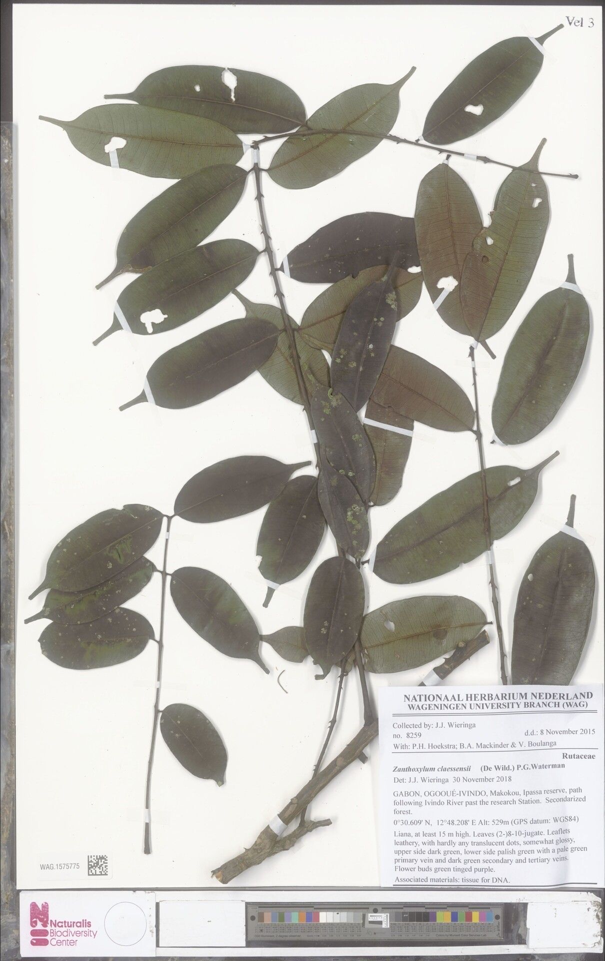 Zanthoxylum claessensii — houseplant care guide