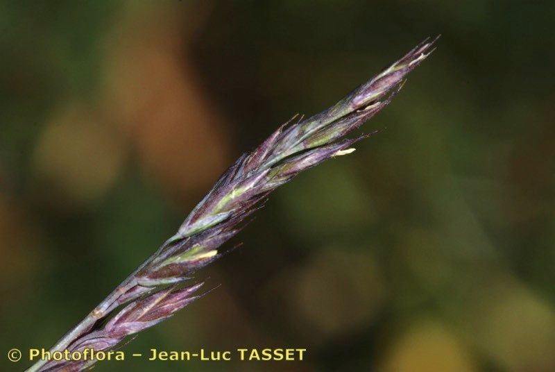 Festuca borderei — houseplant care guide
