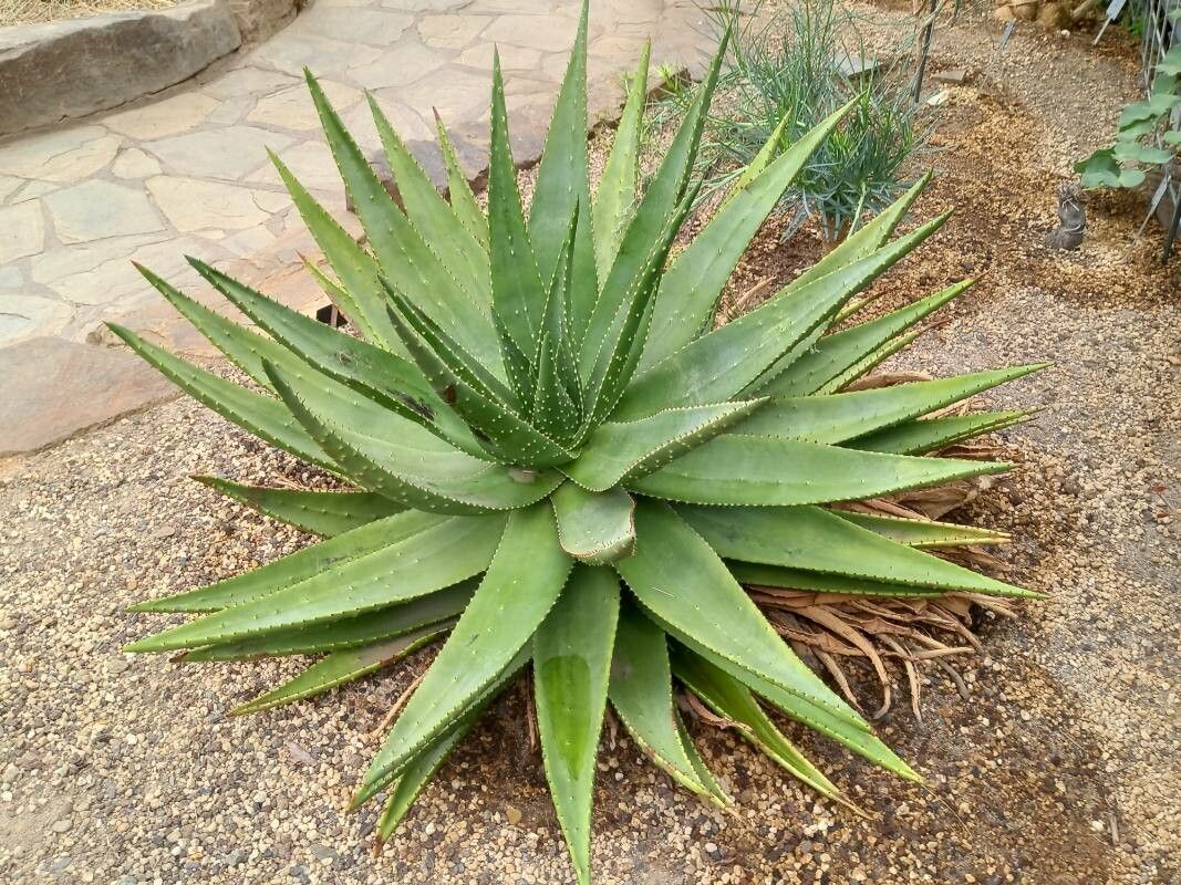 Aloe aculeata habit