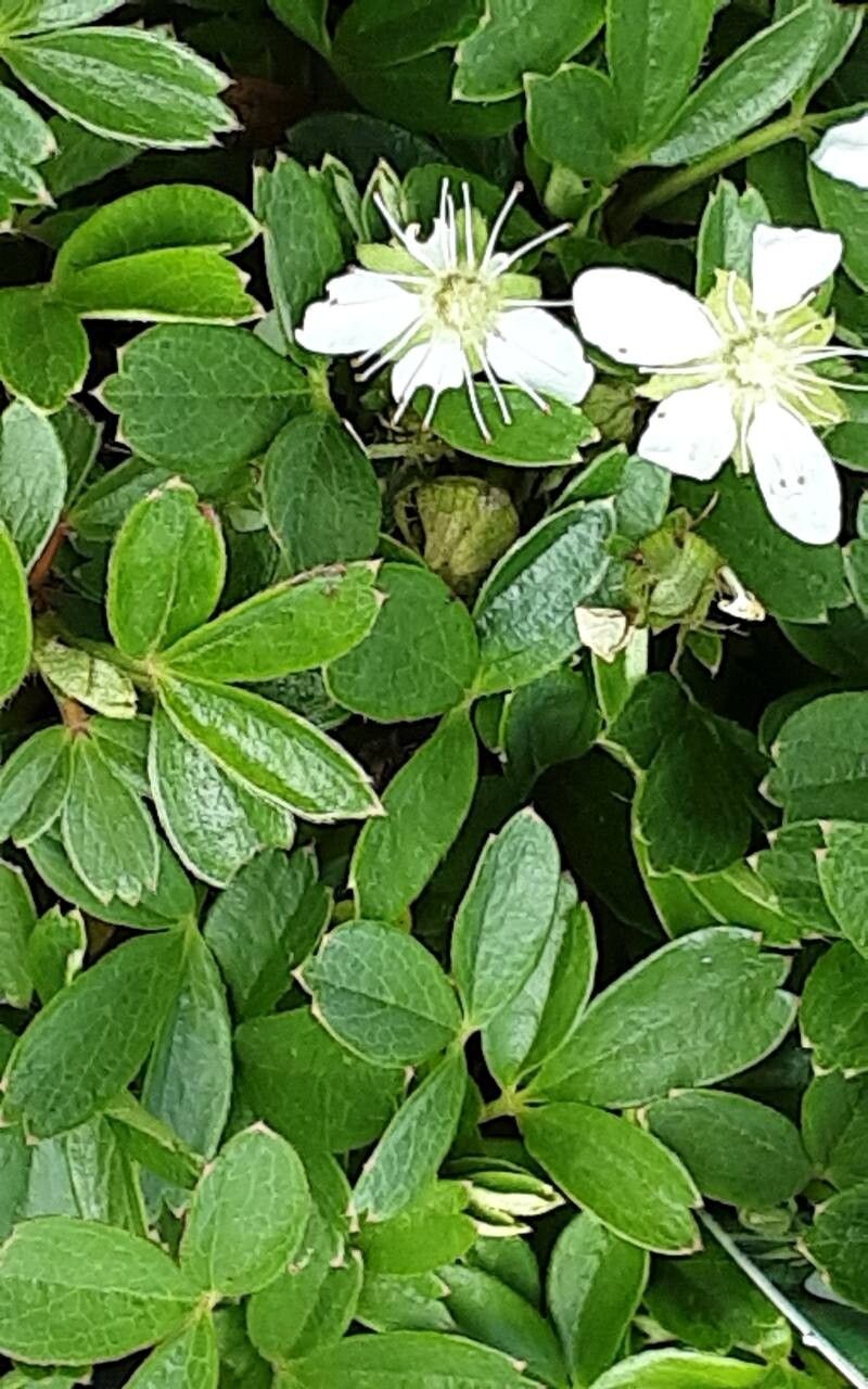 Sibbaldia tridentata leaf