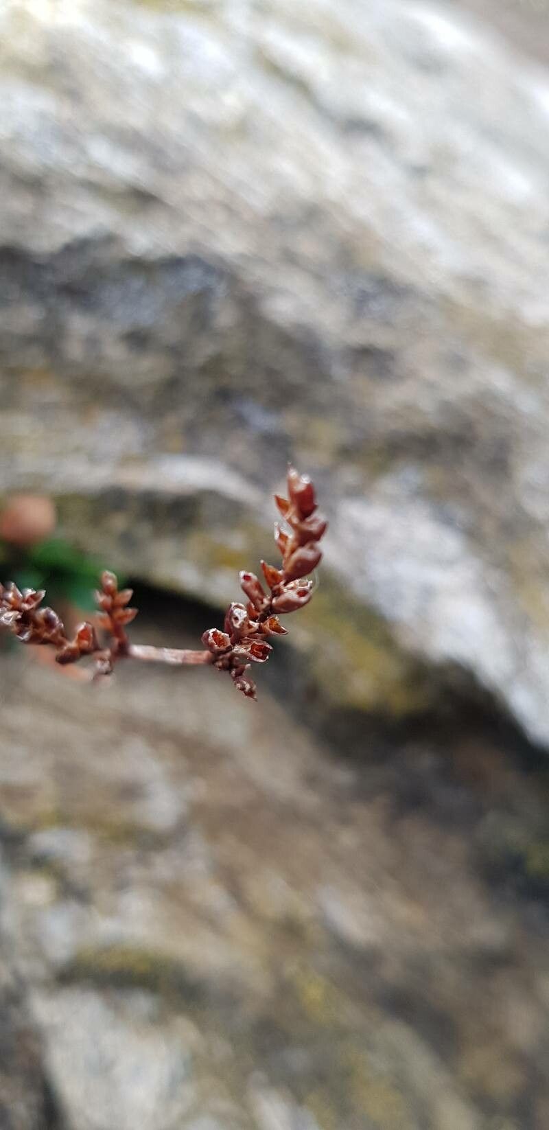 Limonium binervosum fruit
