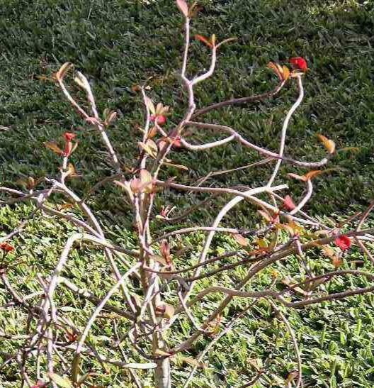Euphorbia tardieuana habit