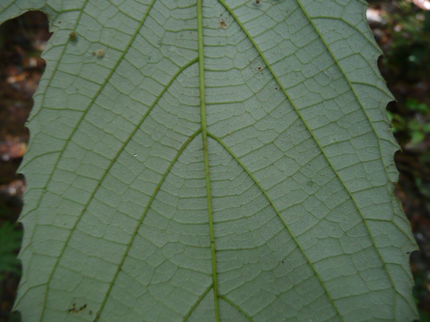 Myrianthus libericus — related species from the same genus