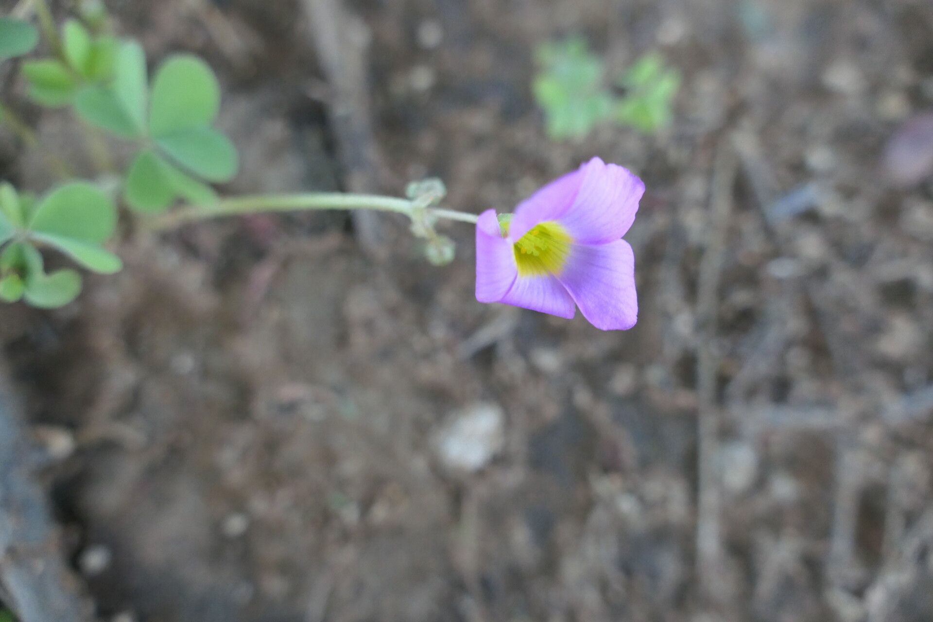 Oxalis purpurascens flower