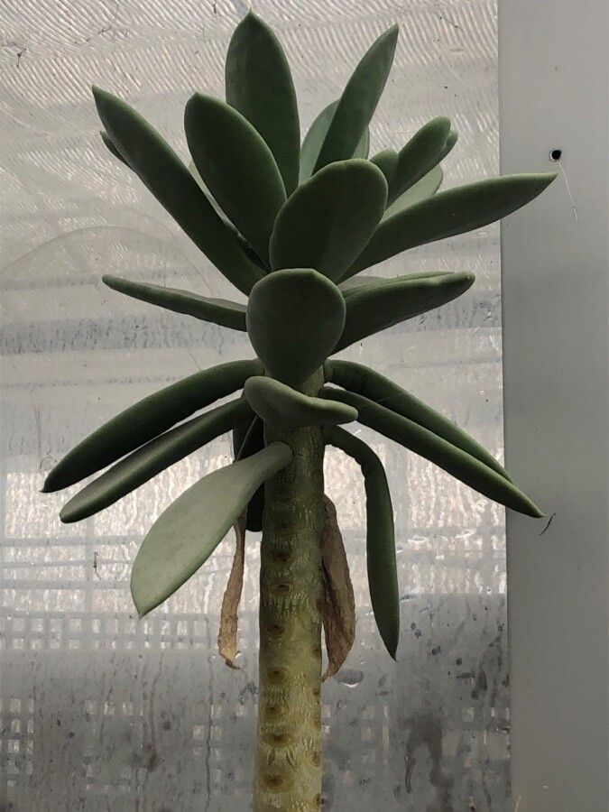 Kalanchoe grandidieri leaf