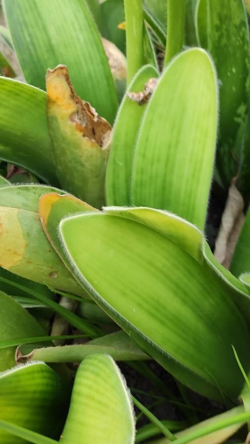 Haemanthus albiflos — search result for 'Amaryllidaceae'