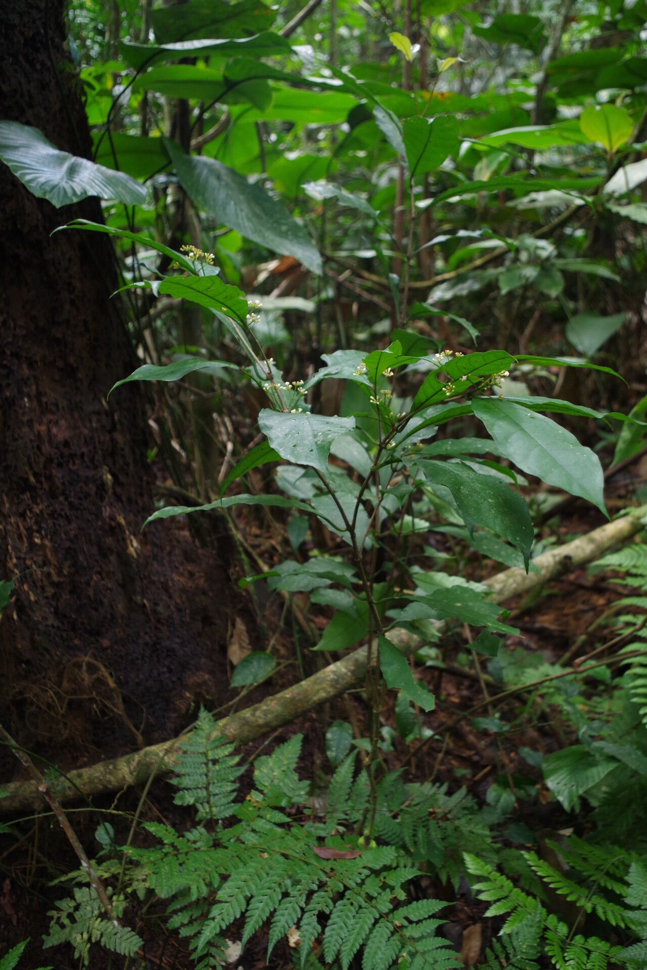 Psychotria stenostegia habit