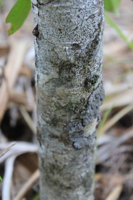 Apodytes dimidiata bark