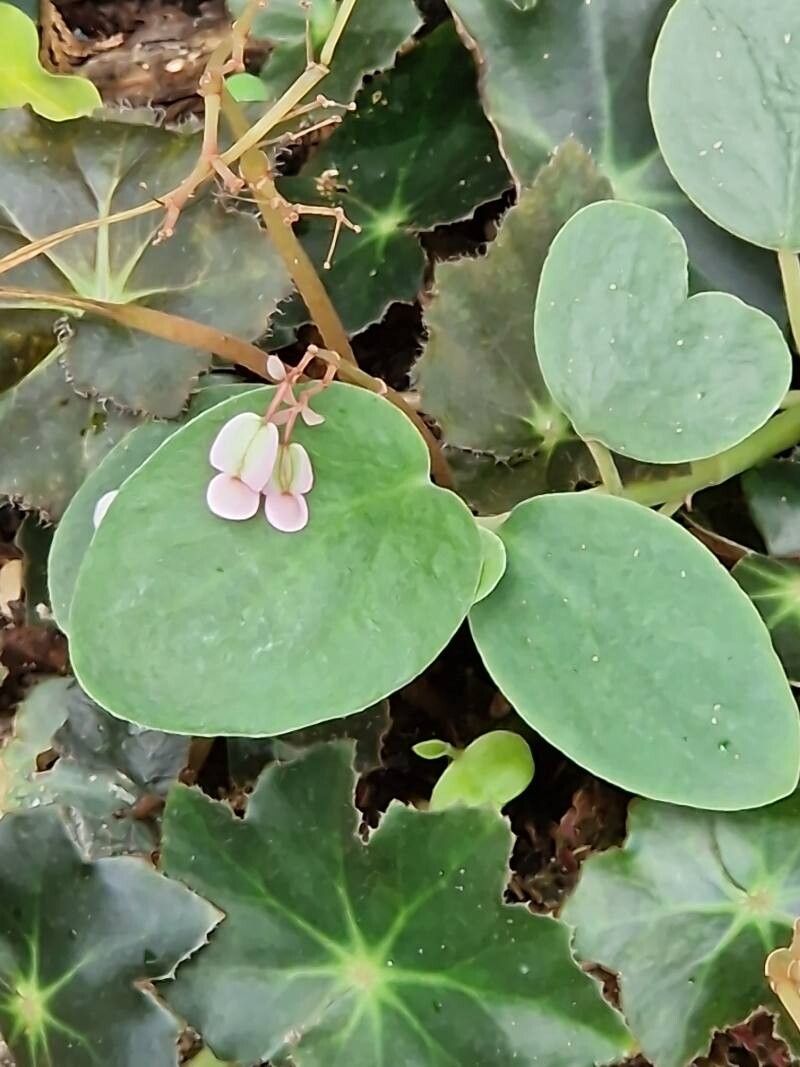 Begonia rhizocaulis — houseplant care guide