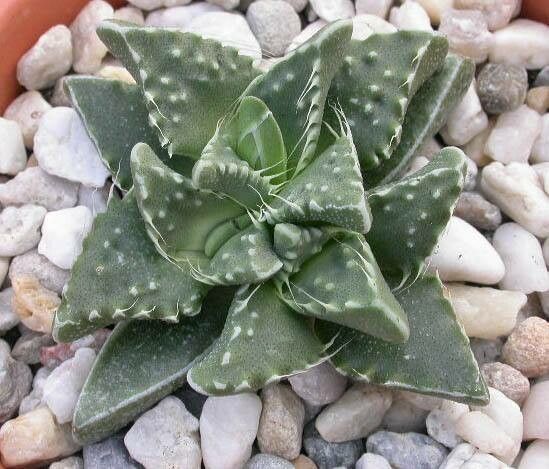 Faucaria tuberculosa — houseplant care guide