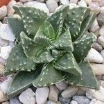 Faucaria tuberculosa