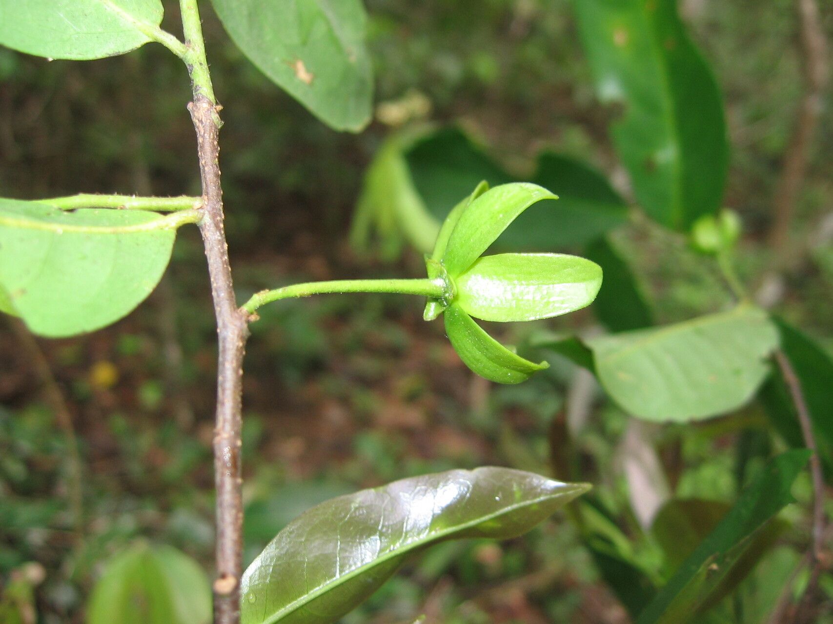 Huberantha tanganyikensis flower