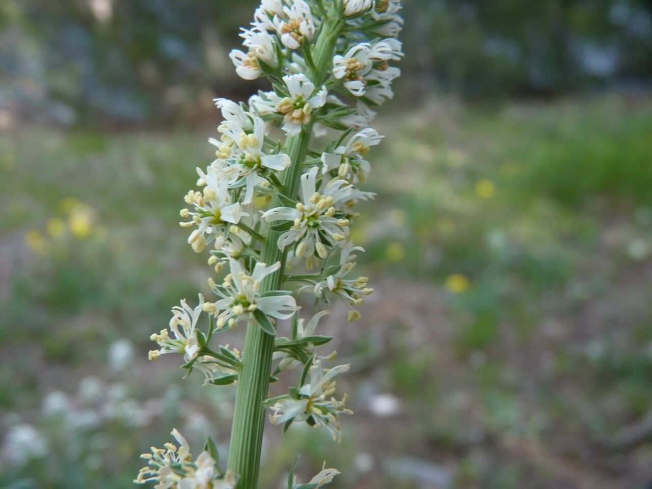Reseda alba flower