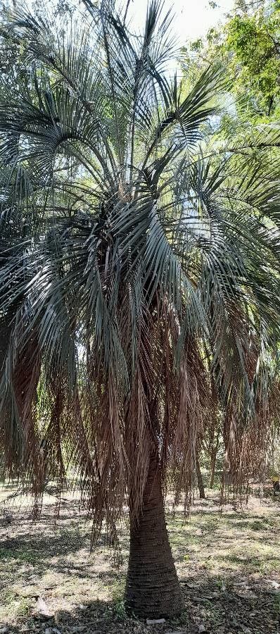 Butia eriospatha habit
