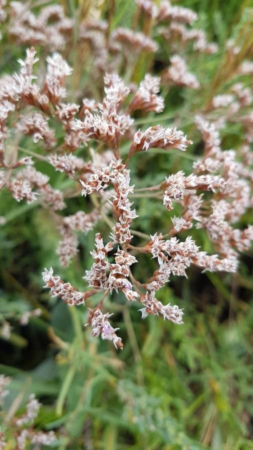 Limonium vulgare fruit