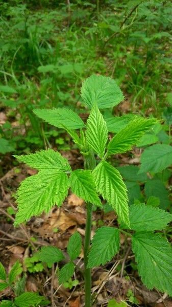 Rubus vulgaris — houseplant care guide