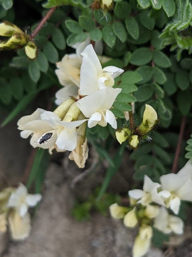 Oxytropis helvetica flower