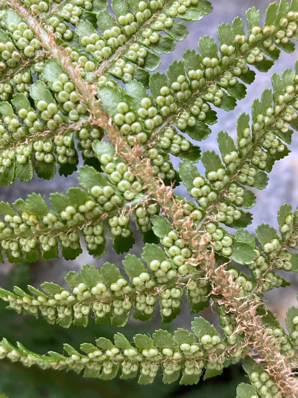 Dryopteris villarii fruit