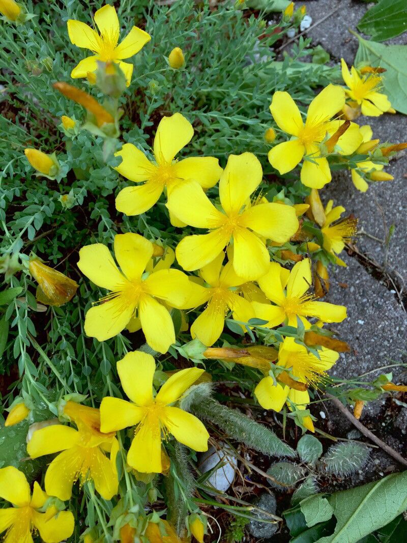 Hypericum olympicum habit