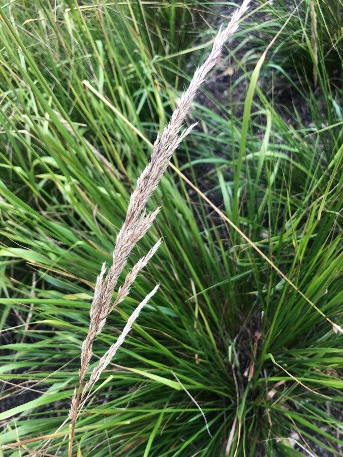 Calamagrostis × acutiflora fruit