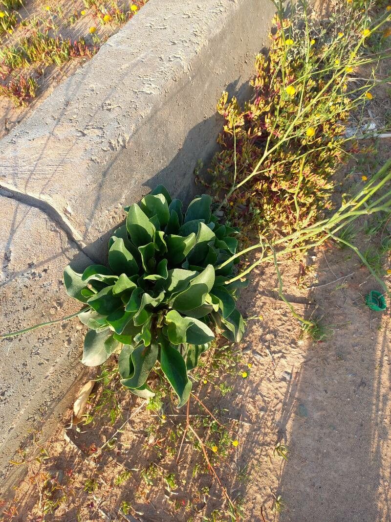 Limonium delicatulum leaf
