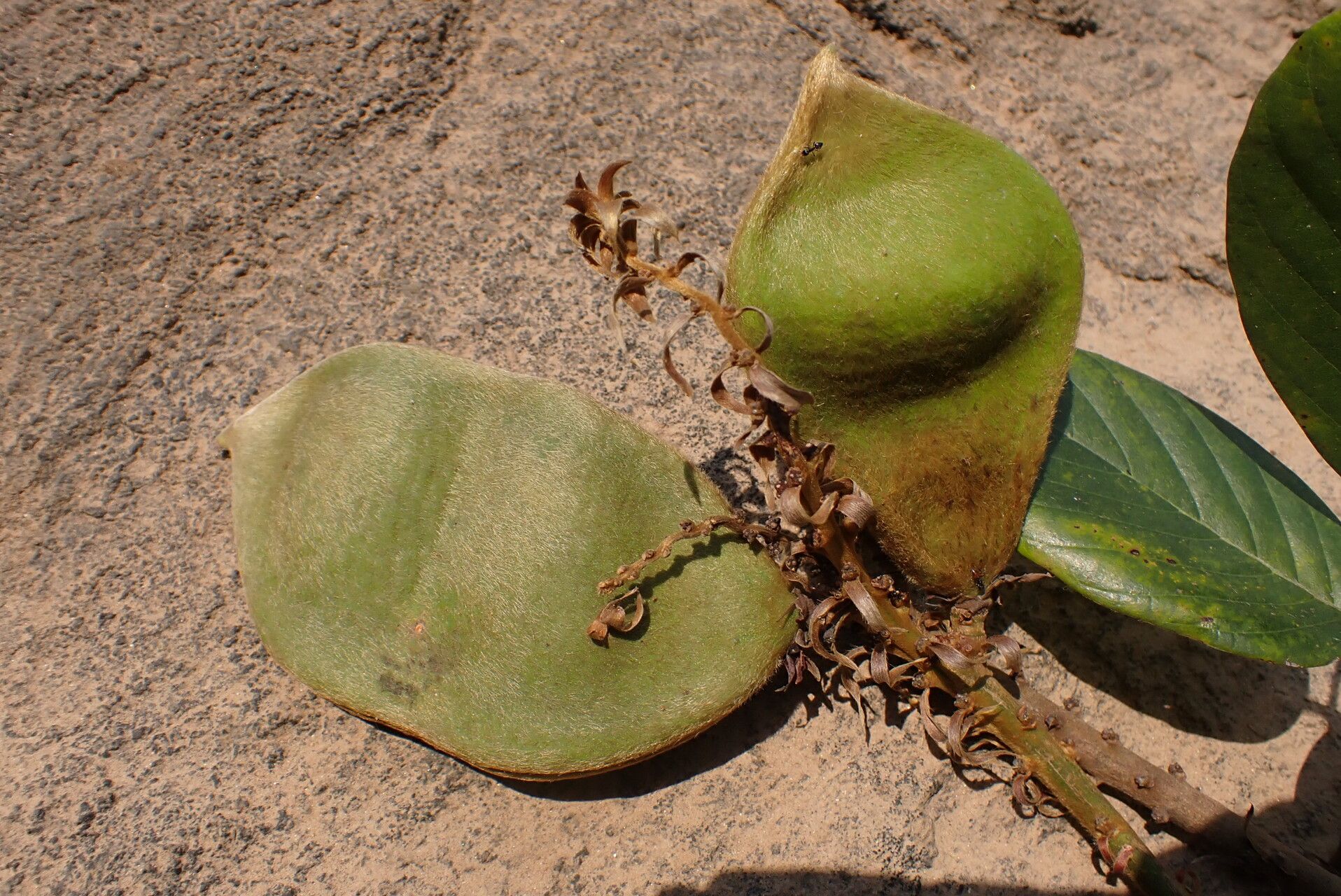 Dioclea hexandra fruit