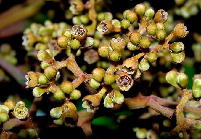 Ocotea hartshorniana fruit