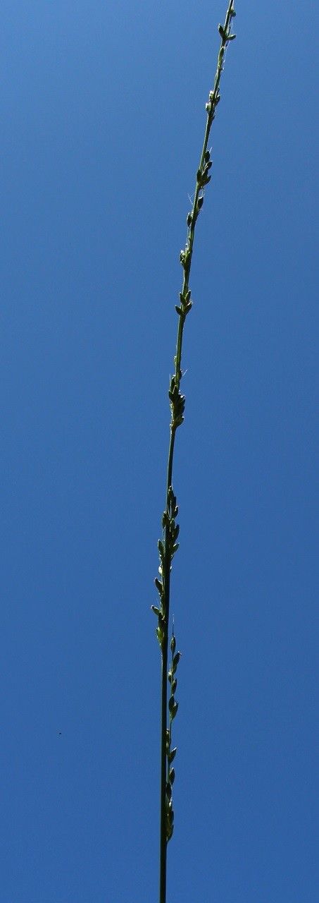 Setaria austrocaledonica — related species from the same genus