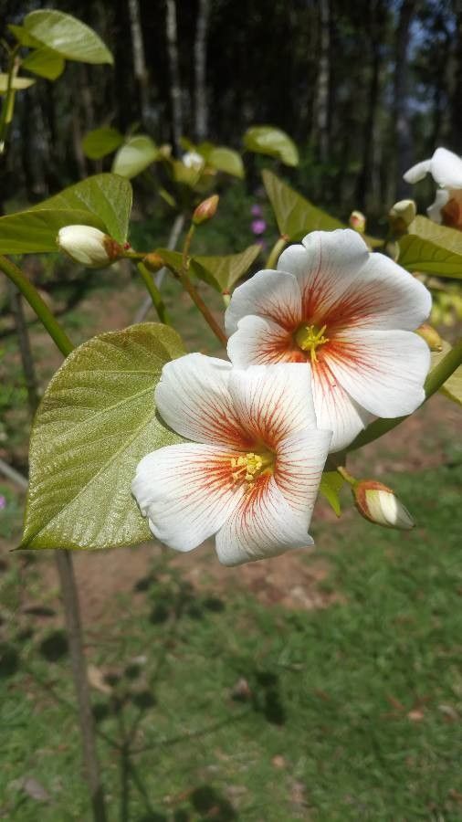 Vernicia fordii flower